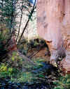 Frijoles Canyon stream 2.jpg