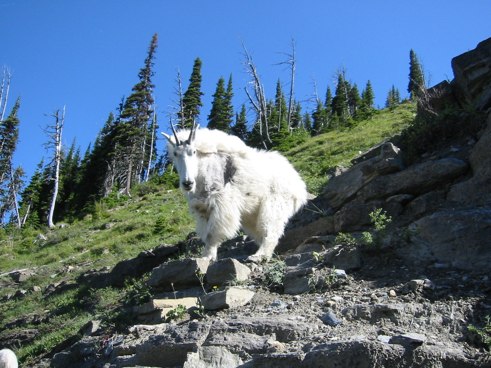 Highline%20Trail%20Mountain%20Goat%20Mom