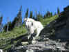 Mama goat, Highline Trail